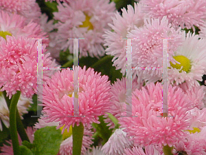 Picture of Bellis perennis 'Robella'