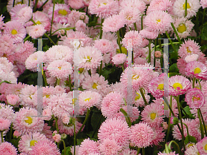 Picture of Bellis perennis 'Robella'