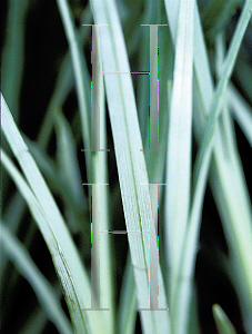 Picture of Carex glauca 'Blue Zinger'