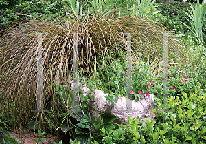 Picture of Carex flagellifera 'Graceful Grasses (Toffee Twist)'