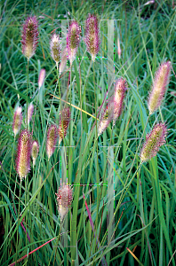 Picture of Pennisetum messiacum 'Red Buttons'