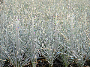 Picture of Festuca glauca 'Boulder Blue'