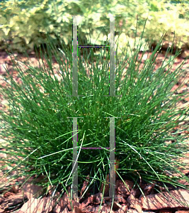 Picture of Festuca gautieri 'Hobbit'