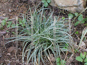 Picture of Carex conica 'Snowline'