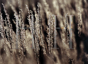 Picture of Sorghastrum nutans 'Indian Steel'