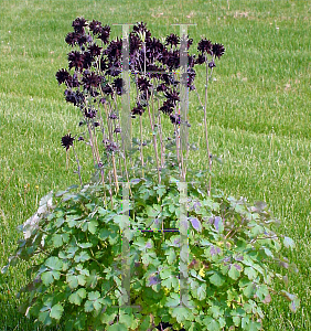 Picture of Aquilegia vulgaris 'Black Barlow'