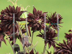 Picture of Aquilegia vulgaris 'Black Barlow'