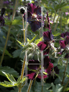 Picture of Geranium phaeum 'Purpureum'