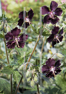 Picture of Geranium phaeum 'Purpureum'