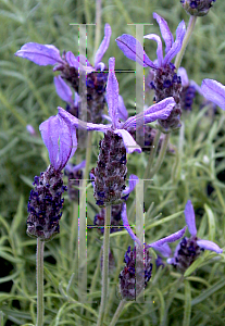 Picture of Lavandula stoechas 