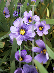 Picture of Sisyrinchium bellum 'Rocky Point'