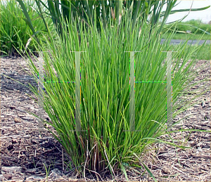 Picture of Schizachyrium scoparium 