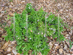 Picture of Sollya heterophylla 'Boddys Choice'