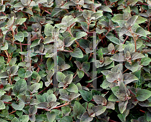 Picture of Lysimachia congestiflora 'Persian Chocolate'