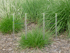 Picture of Pennisetum alopecuroides 'Little Honey'