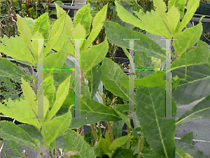 Picture of Clethra alnifolia 'Fern Valley Pink'