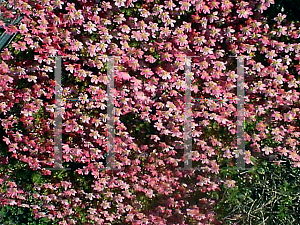 Picture of Saxifraga  'Peter Pan'