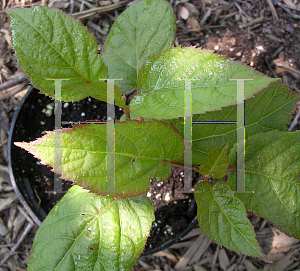 Picture of Actinidia kolomikta 'Arctic Beauty'