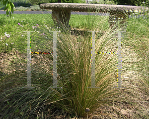 Picture of Stipa tenuissima 