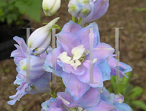 Picture of Delphinium x cultorum 'Magic Fountain Lavender'