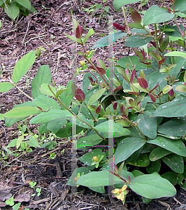 Picture of Hypericum androsaemum 'Albury Purple'