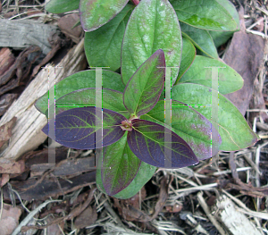 Picture of Hypericum androsaemum 'Albury Purple'
