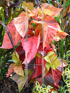 Picture of Acalypha wilkesiana 'Macafeeana'