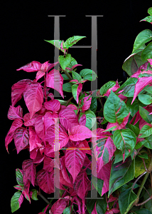 Picture of Alternanthera dentata 'Party Time'