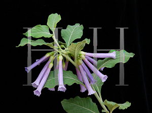 Picture of Iochroma cyanea 