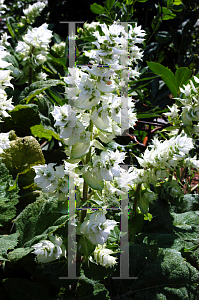 Picture of Salvia sclarea 