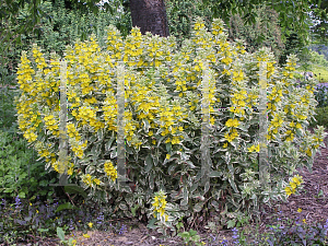 Picture of Lysimachia punctata 'Alexander'