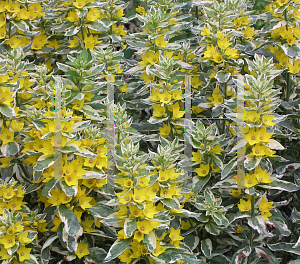 Picture of Lysimachia punctata 'Alexander'