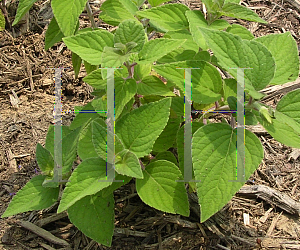 Picture of Salvia elegans 'Honeydew Melon'