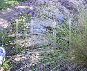 Picture of Stipa tenuissima 