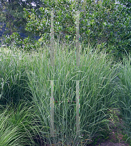 Picture of Panicum virgatum 'Heavy Metal'