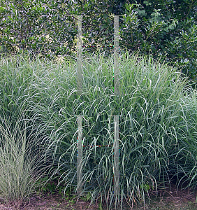 Picture of Panicum virgatum 'Heavy Metal'