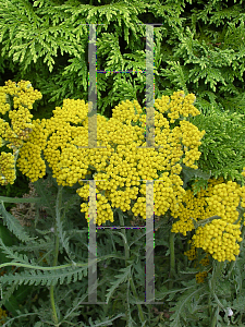 Picture of Achillea  'Coronation Gold'