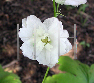 Picture of Delphinium x cultorum 'Magic Fountain White'