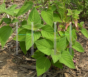 Picture of Salvia elegans 'Honeydew Melon'