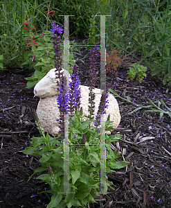 Picture of Salvia nemorosa 'Blue Queen'