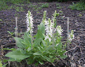 Picture of Salvia nemorosa 'Snowhill'