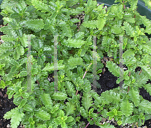 Picture of Teucrium chamaedrys 'Prostratus'