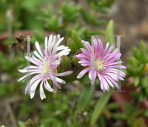 Picture of Delosperma brunnthaleri 'Pink'