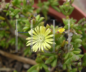 Picture of Delosperma brunnthaleri 'Yellow'