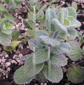 Picture of Origanum dictamnus 'Amargcus Dictamnus'