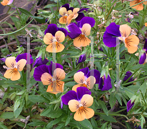 Picture of Viola cornuta 'Sorbet Orange Duet'