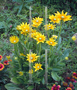 Picture of Rudbeckia hirta 'Prairie Sun'