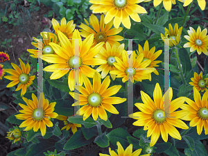 Picture of Rudbeckia hirta 'Prairie Sun'