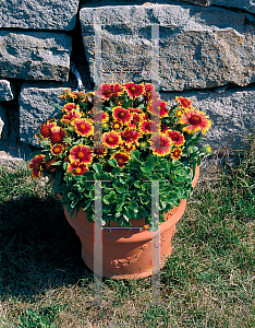 Picture of Gaillardia aristata 'Arizona Sun'