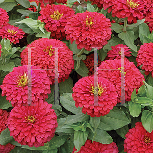 Picture of Zinnia elegans 'Magellan Coral'